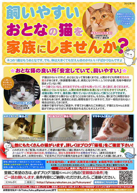 Photos: 猫福～猫の里親募集中！！